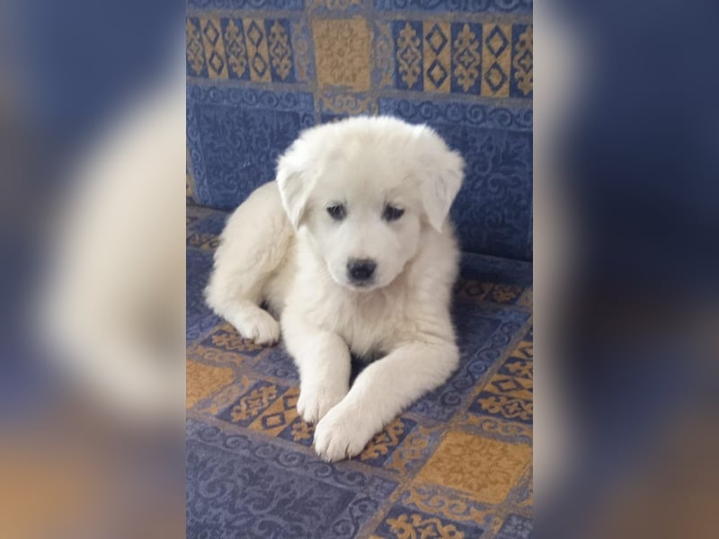 Samir - Wollknäuel sucht Familie für Kuschelstunden und Abenteuer.