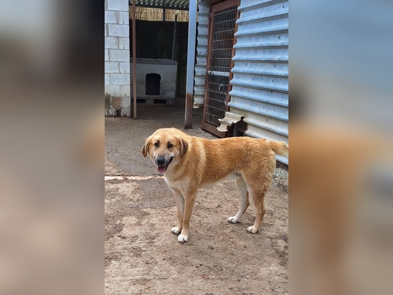 Ginger - der Schmusebär wartet schon so lange