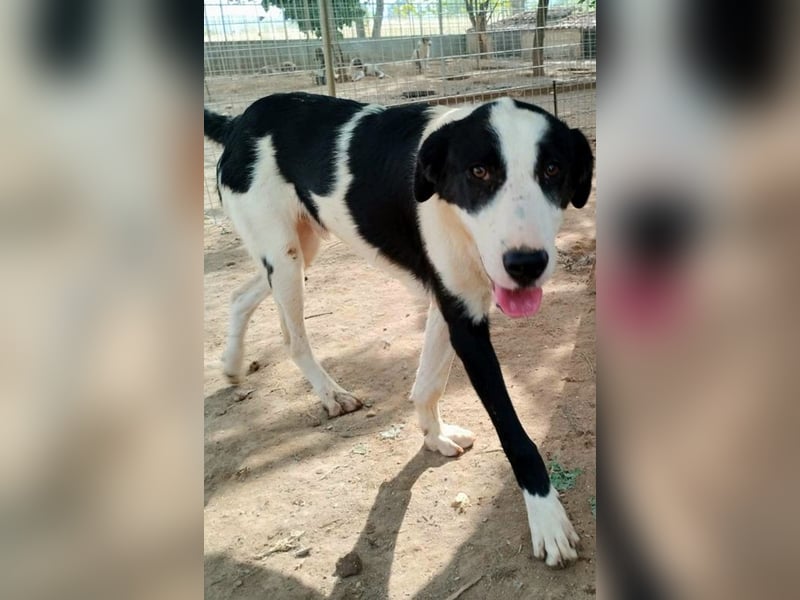 Swazi - toller Hund mit Überraschungseffekt