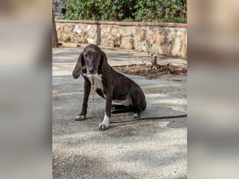 Leia - ganz besonderer Hund sucht ganz besondere Menschen