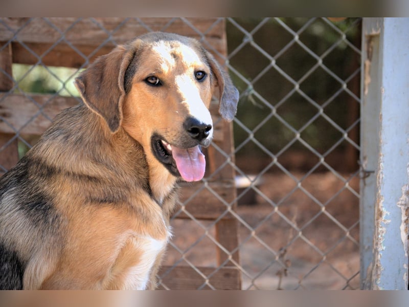 Duke - nach einem schlechten Start ins Leben ist er bereit für ein Leben als geliebter Familienhund