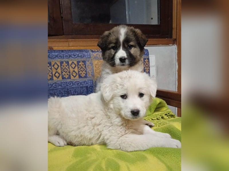 Samir - Wollknäuel sucht Familie für Kuschelstunden und Abenteuer.