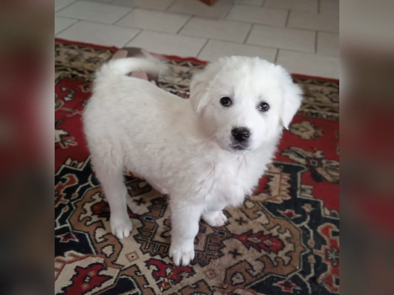 Samir - Wollknäuel sucht Familie für Kuschelstunden und Abenteuer.