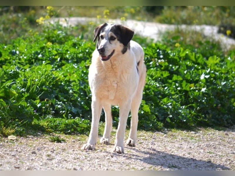 Lucinda - einfühlsame Menschen gesucht!