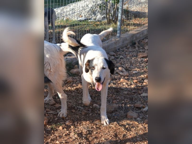 Aliki - aus dem traurigen Hündchen wurde ein wunderbares Hundemädchen