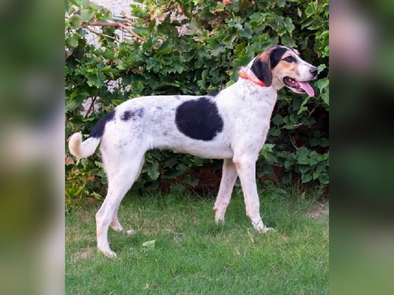 Bea - am liebsten ist sie ganz nah bei Menschen