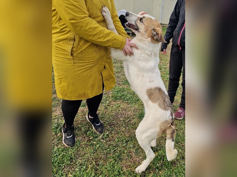 Betty-Alisa - Streichelpersonal gesucht!