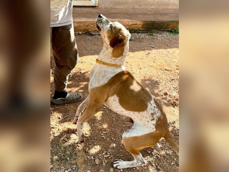Snake - ein liebes Wesen mit einem lieben Blick