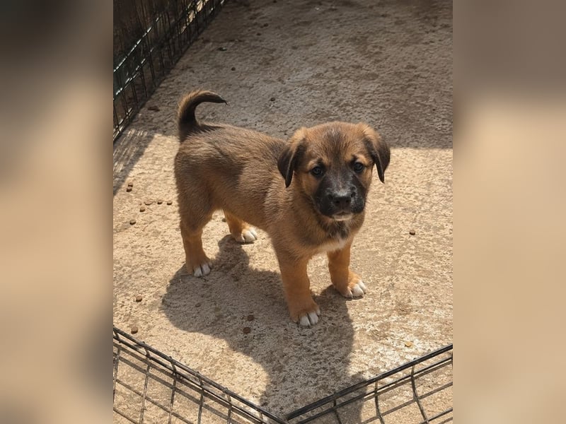 Faye - kleine Hummel sucht ihr Zuhause