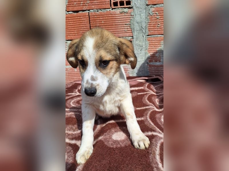 Sherlock-Duke - träumt von seinem eigenen Körbchen