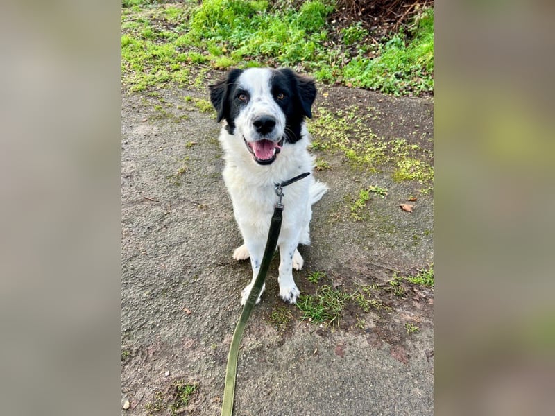 Nico - einer der Strandwelpen sucht ein neues Zuhause