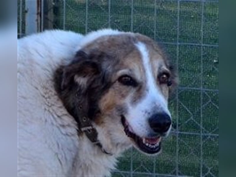 Alva - Artgenossen braucht sie nicht unbedingt, aber Menschen!