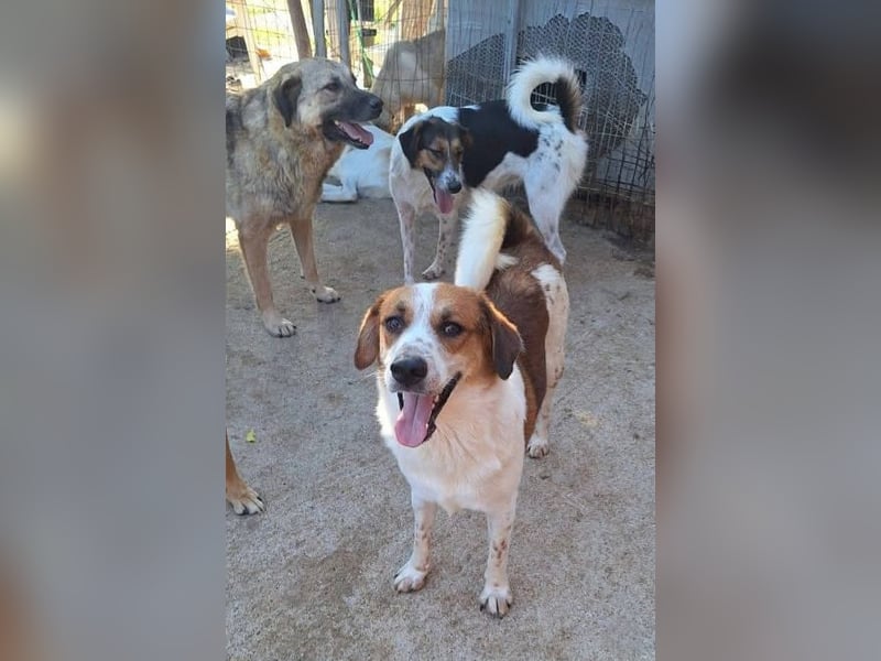 Sherlock-Duke - träumt von seinem eigenen Körbchen