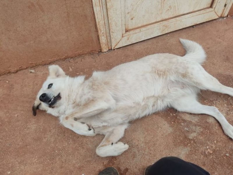 Abby-Lee - eine wirklich bezaubernde Hündin