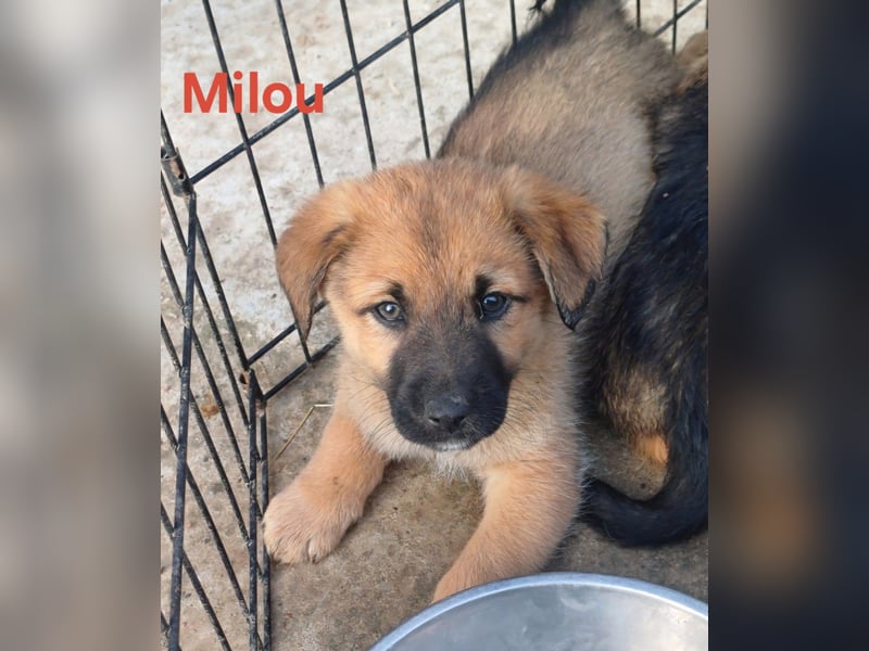 Milou - freut sich auf das Abenteuer Familie