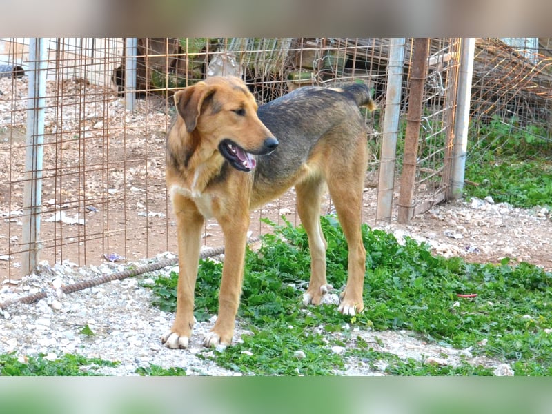 Duke - nach einem schlechten Start ins Leben ist er bereit für ein Leben als geliebter Familienhund