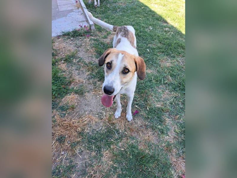Betty-Alisa - Streichelpersonal gesucht!