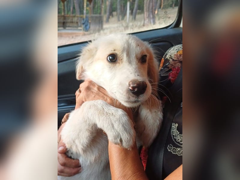 Alice-Dahlia - ausgesetzt, zusammen mit ihrer Schwester