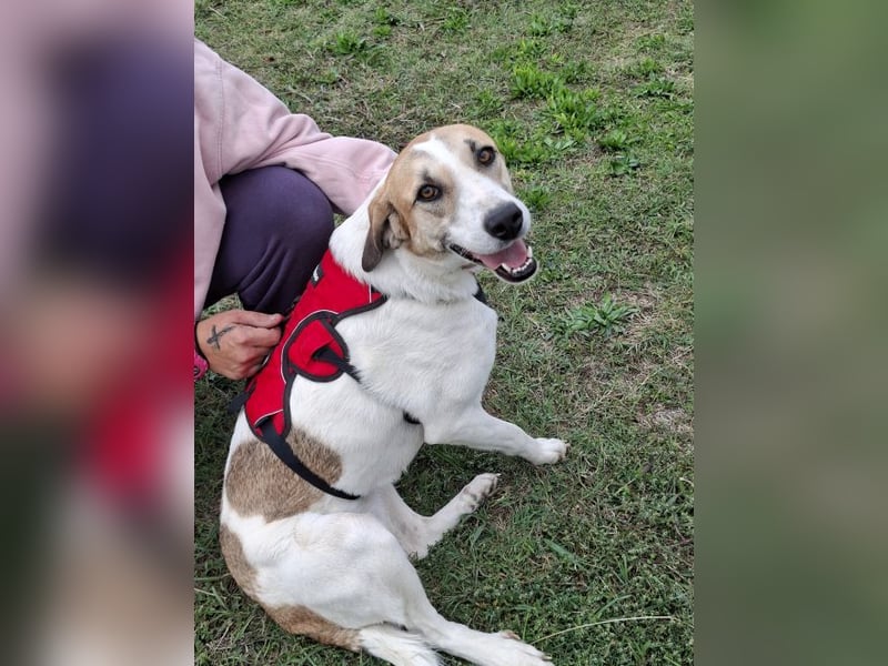 Betty-Alisa - Streichelpersonal gesucht!