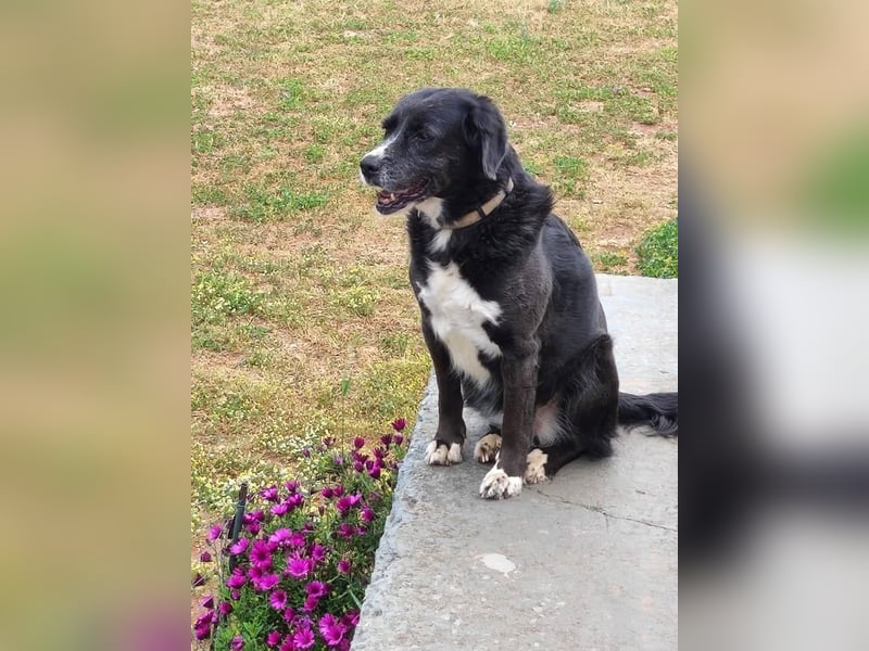 Myrtia - sie war neun Jahre bei einer Hundesammlerin weggesperrt