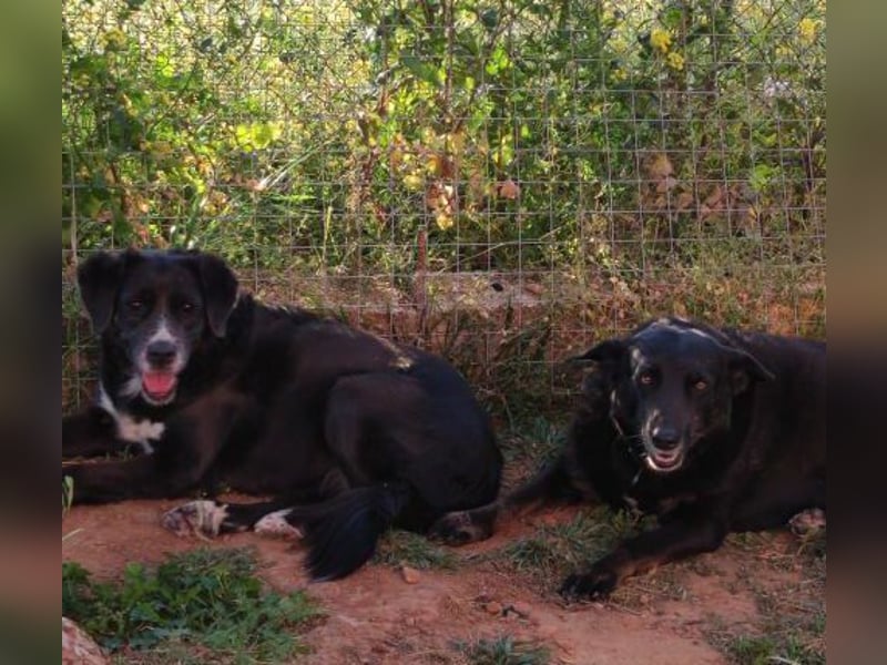 Myrtia - sie war neun Jahre bei einer Hundesammlerin weggesperrt