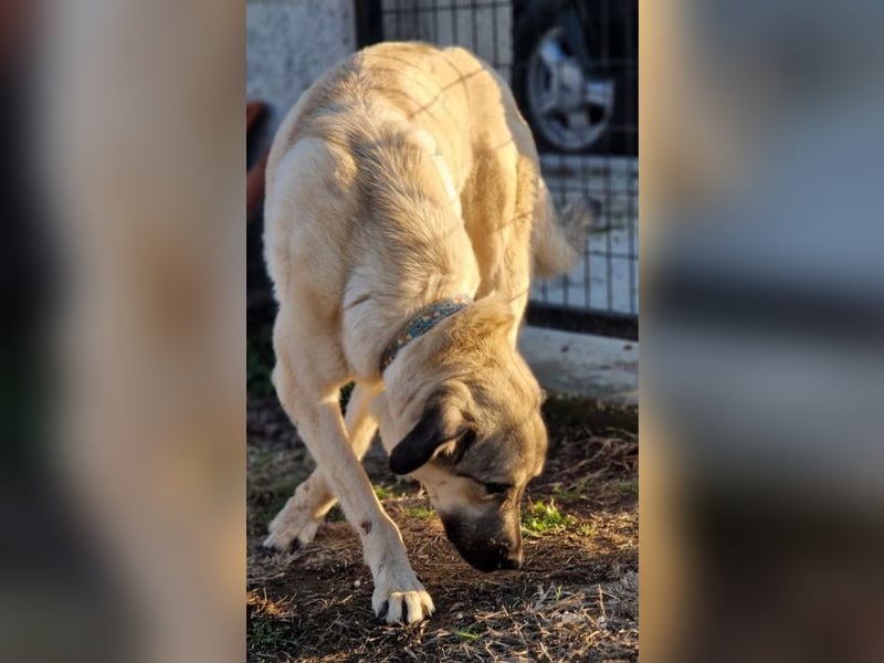 Karma - sie wurde verletzt aufgefunden