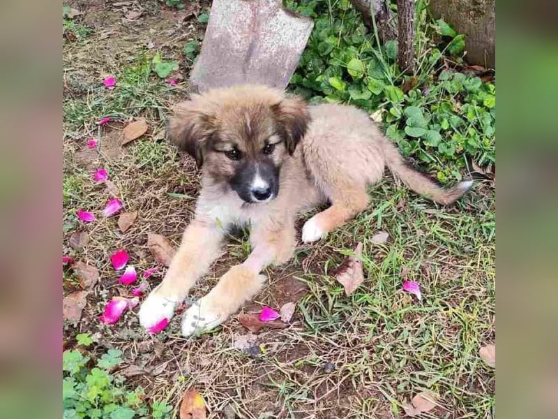 Teddy - Bärchen sucht Körbchen