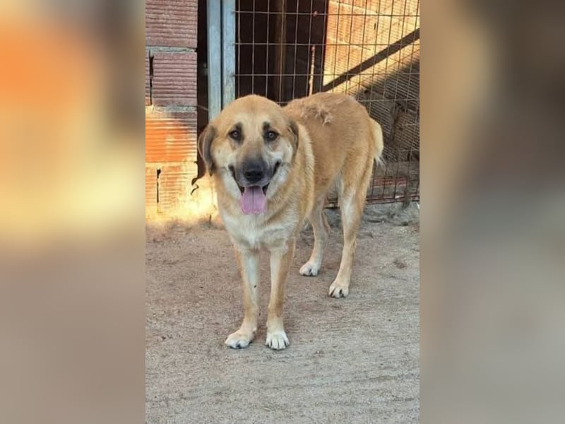 Ginger - der Schmusebär wartet schon so lange
