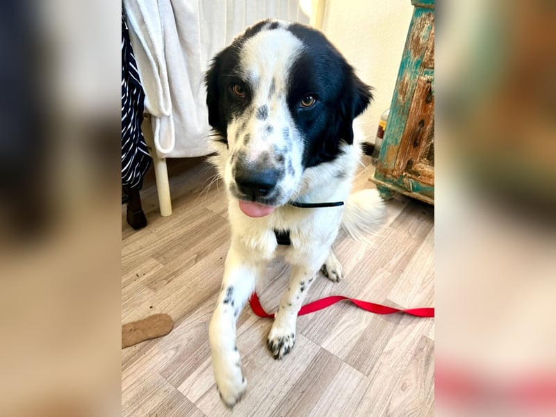 Nico - einer der Strandwelpen sucht ein neues Zuhause