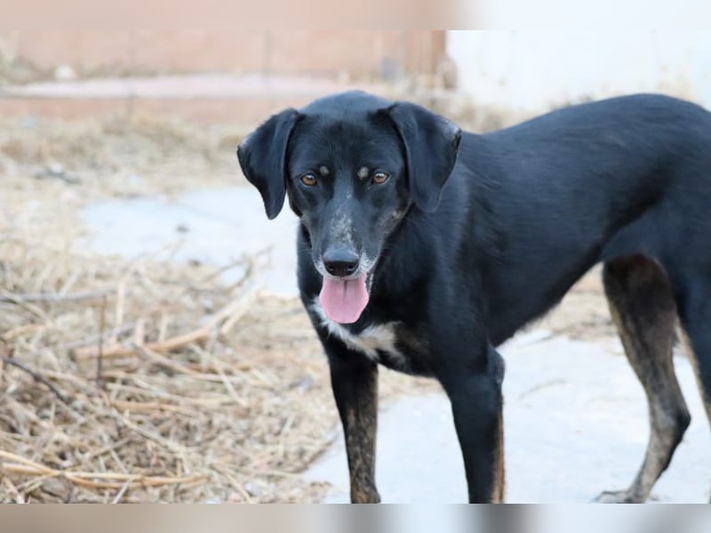 Ellie - unermüdliche Mama auf der Suche nach Schutz