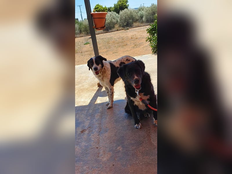 Myrtia - sie war neun Jahre bei einer Hundesammlerin weggesperrt