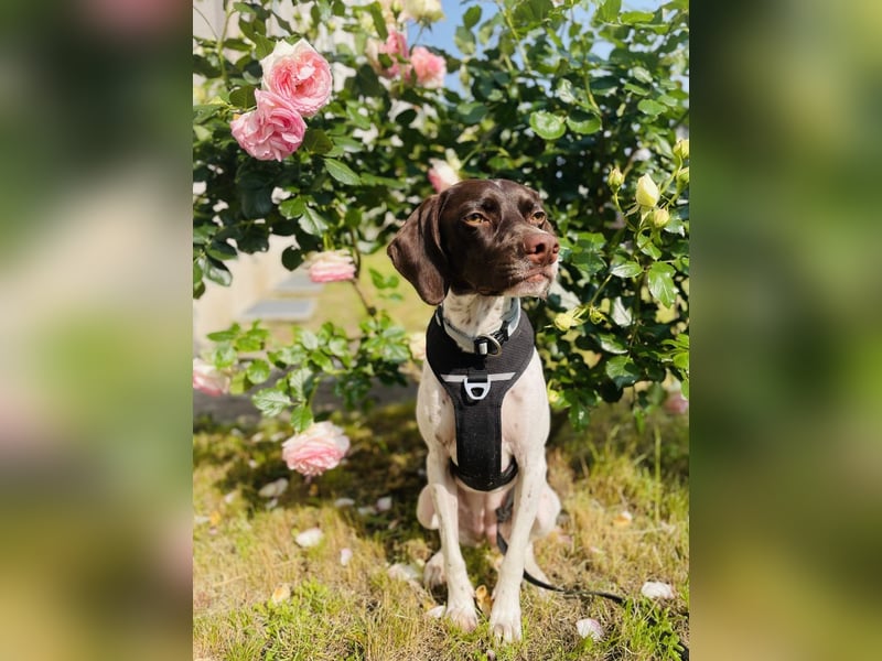 Lottie - Wirbelwind sucht Neustart