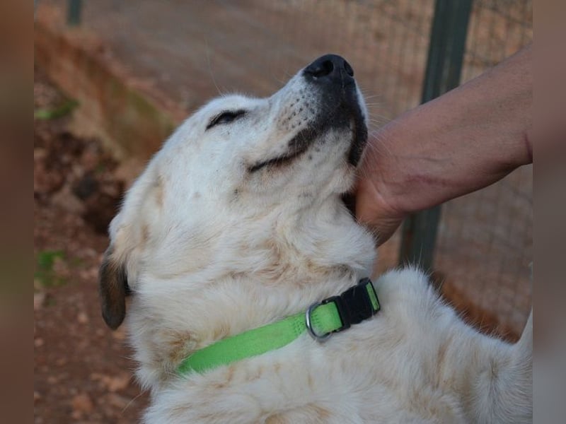 Abby-Lee - eine wirklich bezaubernde Hündin