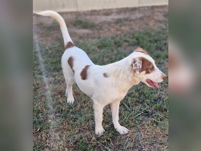 Alina-Girl - sie wurde zusammen mit ihren Geschwistern vor dem sicheren Tod gerettet.