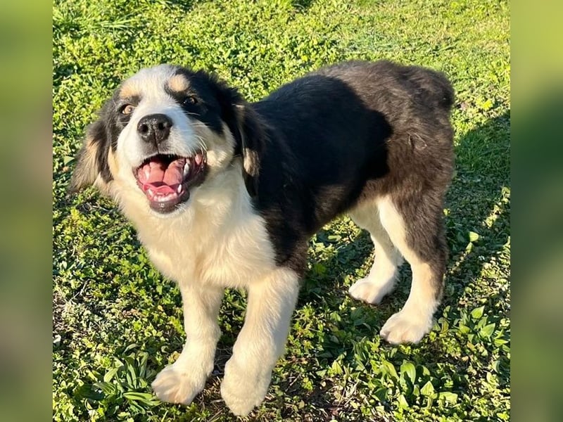 Athena - Traumhundpotential