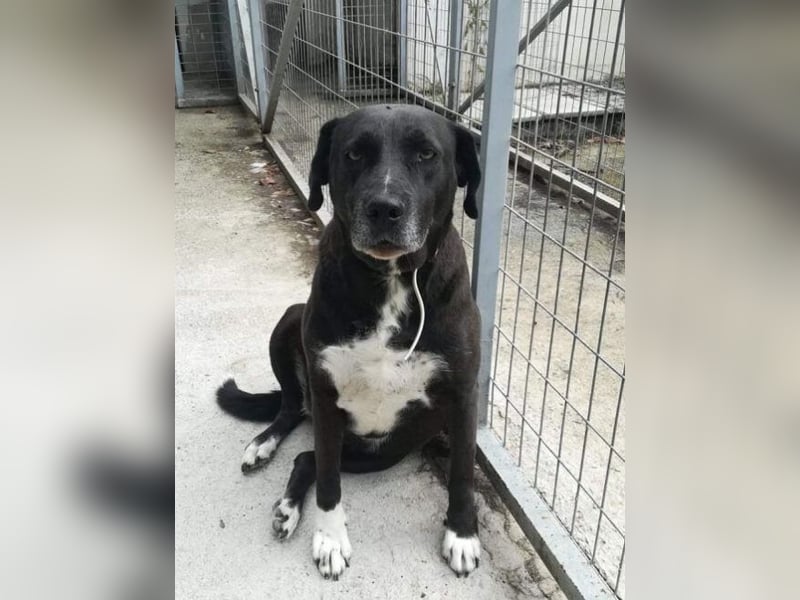 Naomi Marie - sicherer Hafen für den Lebensabend gesucht