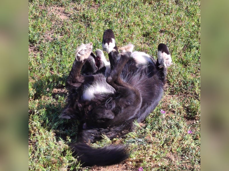 Myrtia - sie war neun Jahre bei einer Hundesammlerin weggesperrt