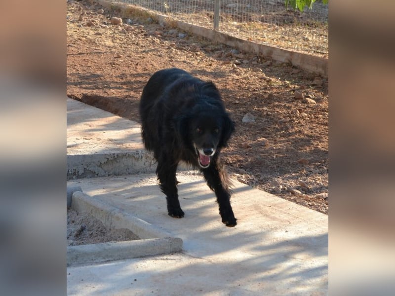 Selene - „Ich mache jede Familie glücklich, Pfote drauf!“