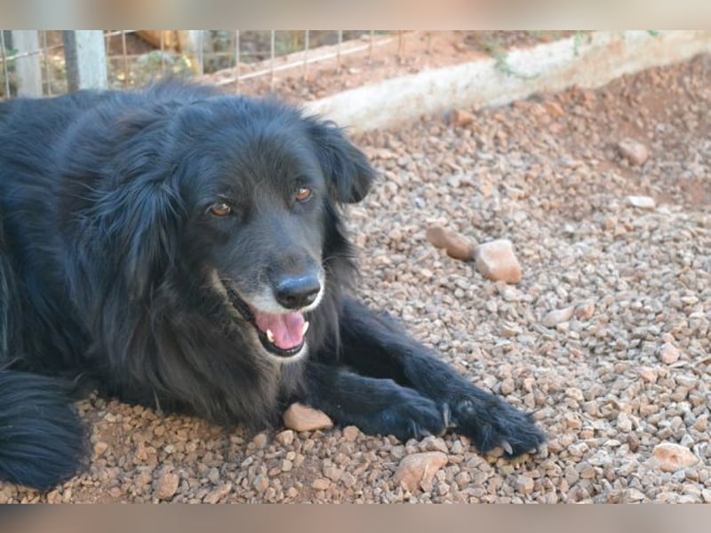 Selene - „Ich mache jede Familie glücklich, Pfote drauf!“
