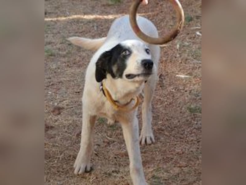 Aliki - aus dem traurigen Hündchen wurde ein wunderbares Hundemädchen