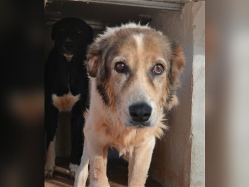 Alva - Artgenossen braucht sie nicht unbedingt, aber Menschen!