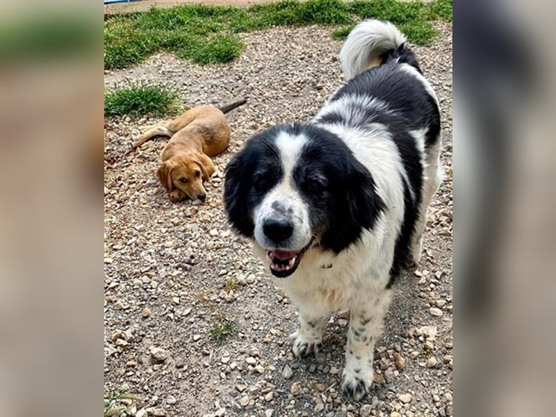 Odin - als er an den Augen erkrankte, setzte man ihn einfach aus