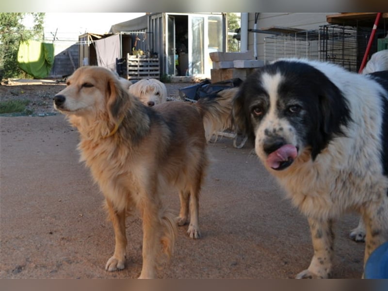 Odin - als er an den Augen erkrankte, setzte man ihn einfach aus