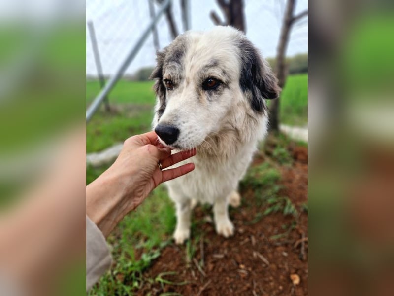 Lisa Grey - sie musste ihre vier Welpen auf der Straße zur Welt bringen