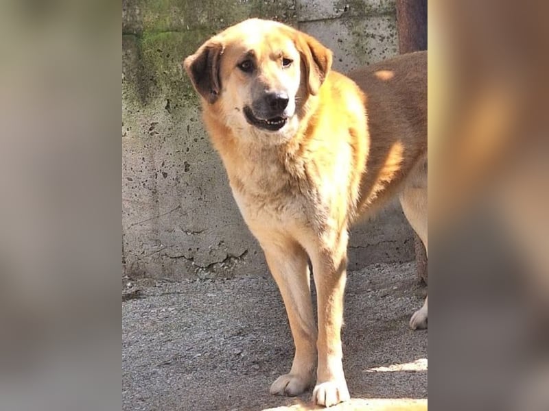 Ginger - der Schmusebär wartet schon so lange