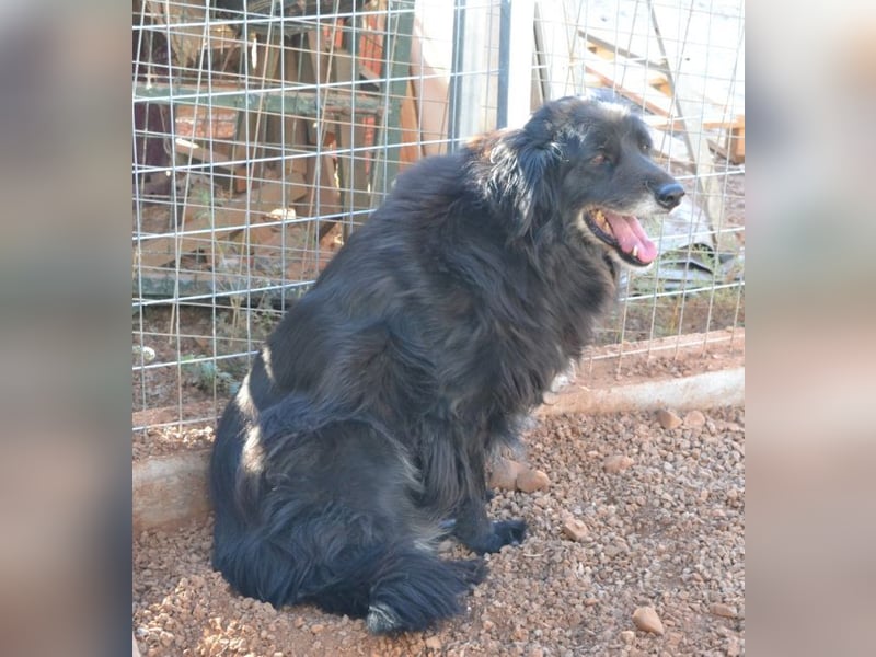 Selene - „Ich mache jede Familie glücklich, Pfote drauf!“