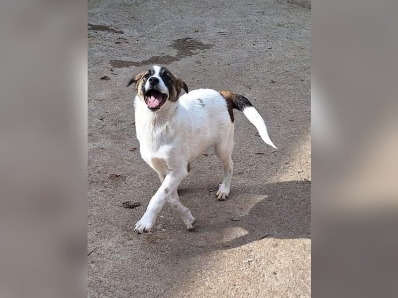 Sesami - Bewerbung als glücklicher Familienhund