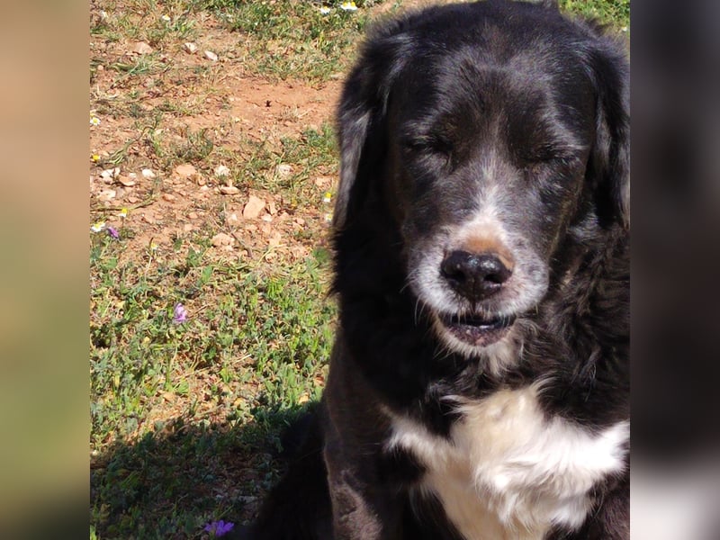 Myrtia - sie war neun Jahre bei einer Hundesammlerin weggesperrt