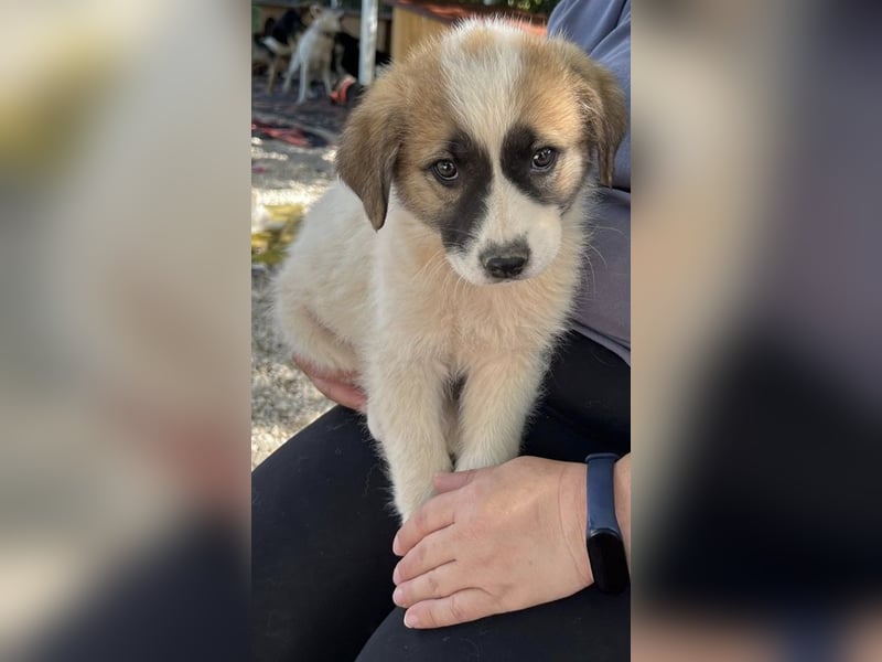 Fifi sucht Geborgenheit