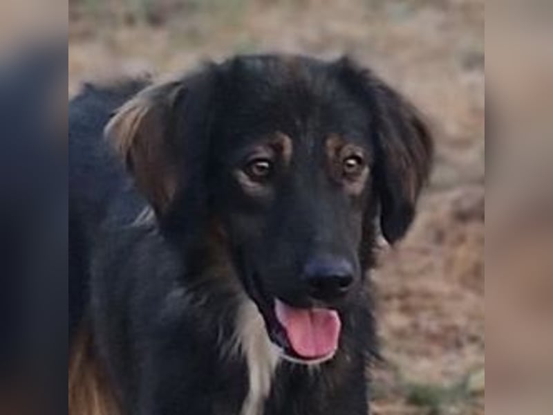 Mowgli auf der Suche nach Liebe und Frieden